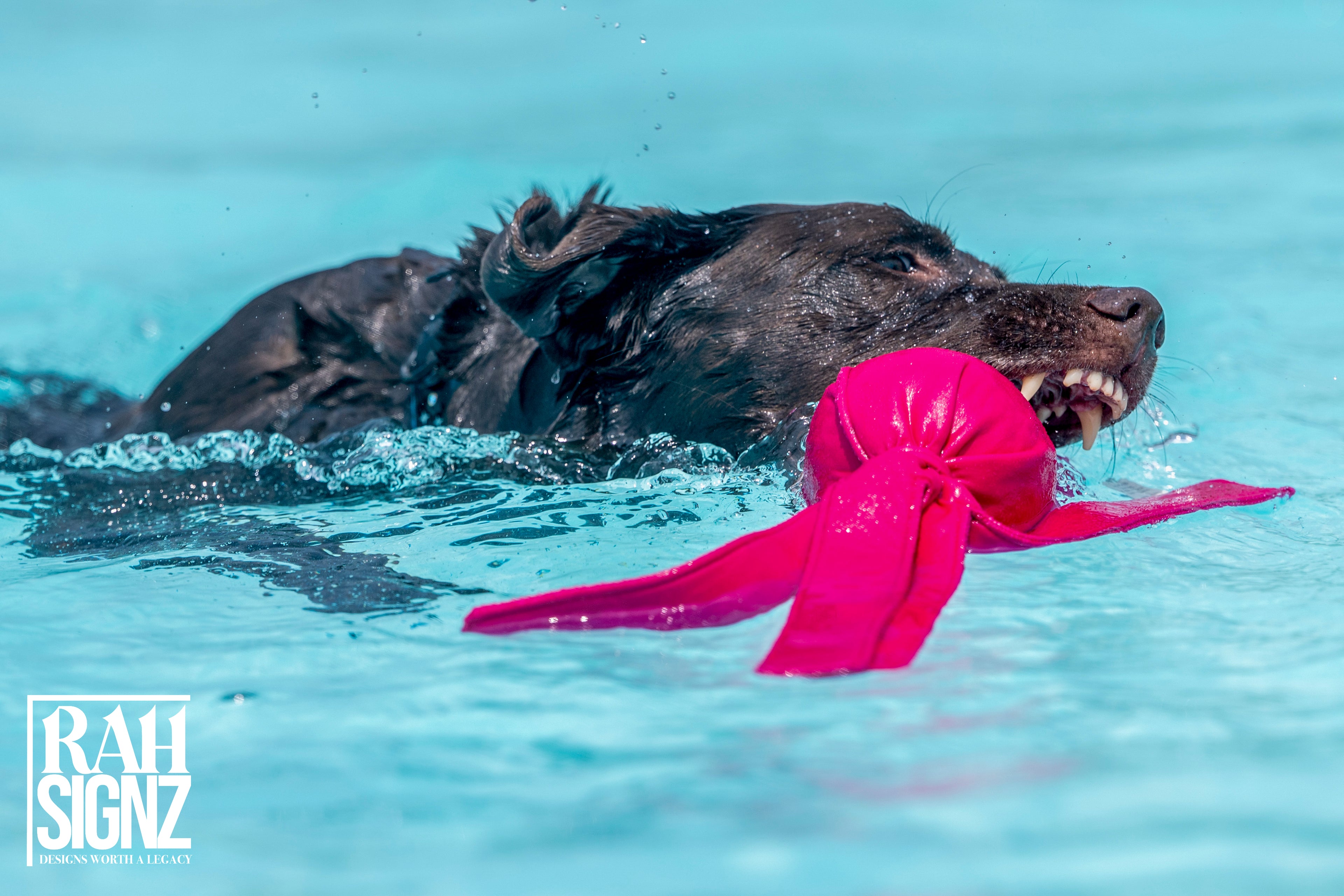 Canine Bodywork and Healing Connection Session - Mobile