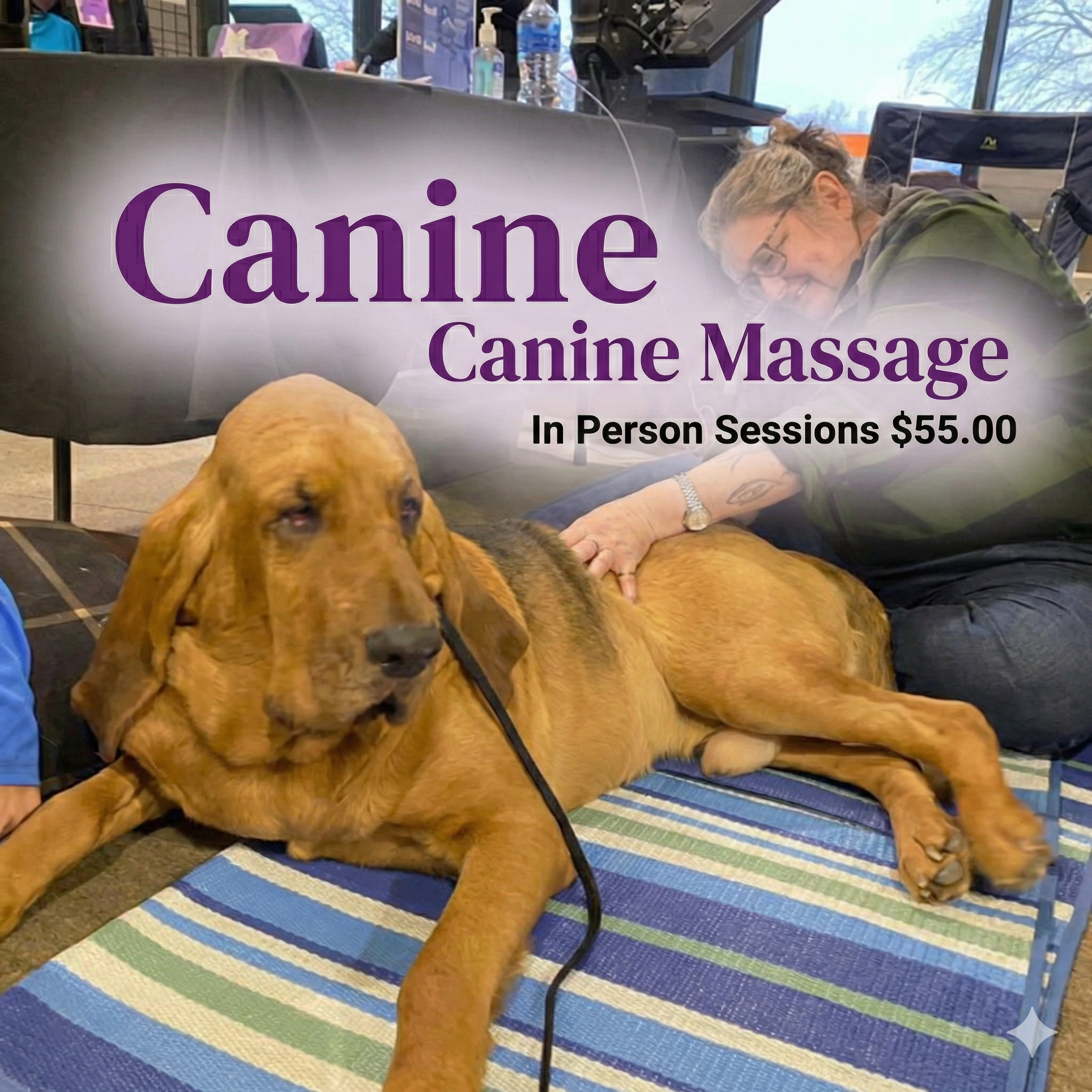 Canine Massage Session