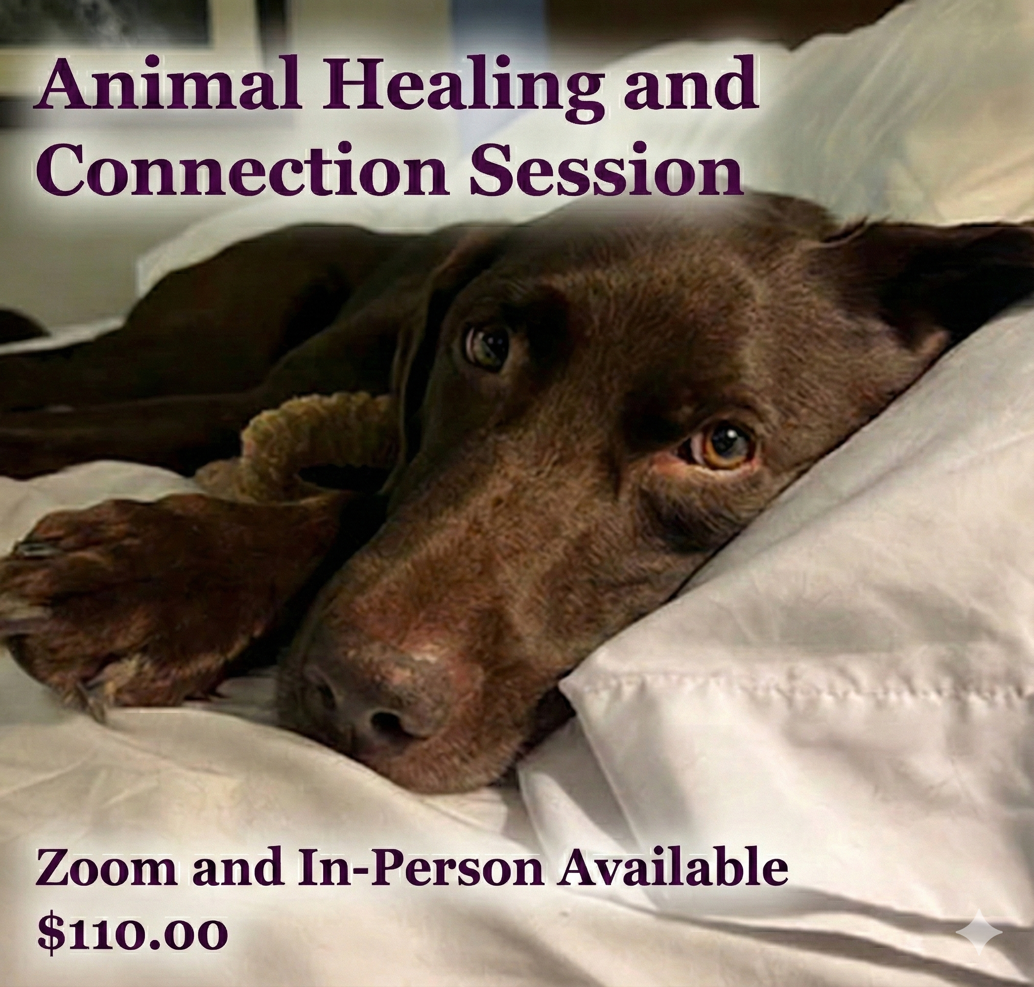 Canine Bodywork and Healing Connection Session - Zoom or In Grand Rapids, MI